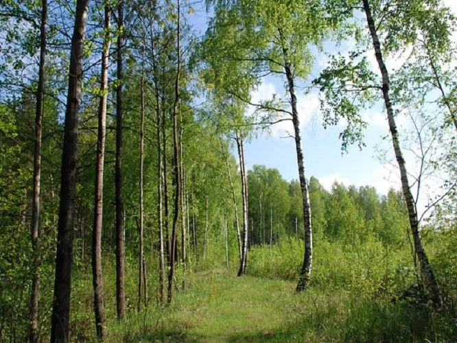 Аренда лесов рязань. Карцевский лес Рязань. Рязанские леса. Фото Солотчинского леса.